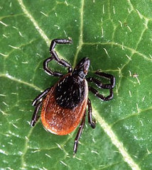 Lyme Disease and the Gift of Maternal Instinct