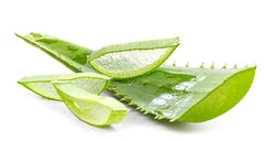 Spotlight on Aloe Vera